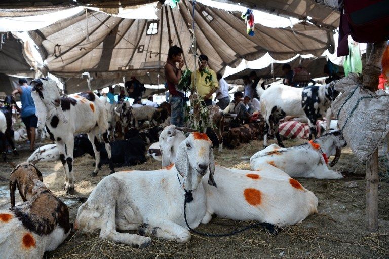 سوق للماشية والماعز بأشكال مميزة في اليمن (أ.ف.ب)