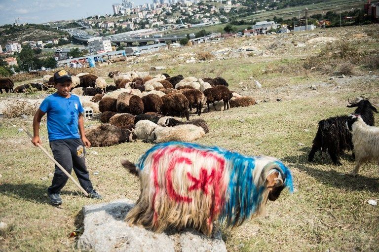 سوق للماشية والماعز بأشكال مميزة في اليمن (أ.ف.ب)