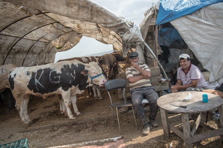 سوق للماشية والماعز بأشكال مميزة في اليمن (أ.ف.ب)