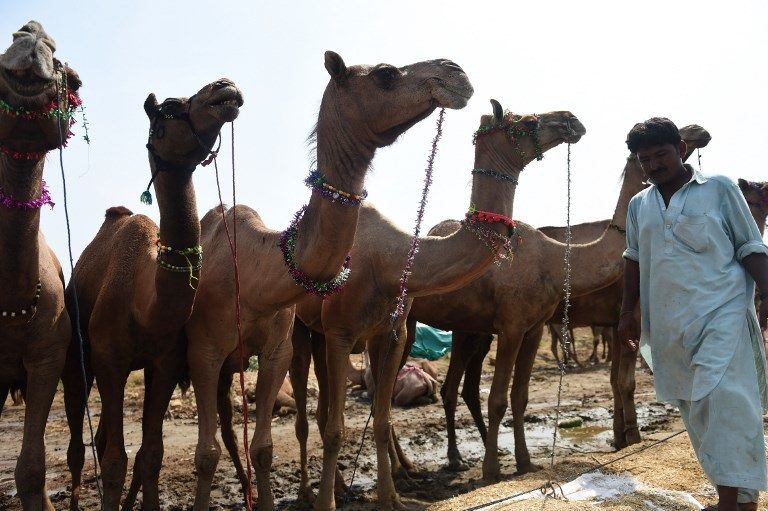 سوق للماشية والماعز بأشكال مميزة في اليمن (أ.ف.ب)