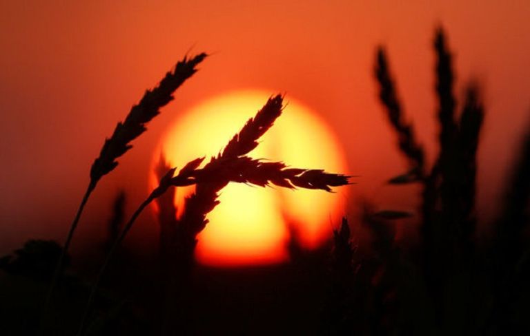 حصاد القمح في حقل روسي- رويترز