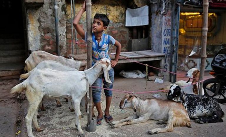 بالصور.. عيد الأضحى في الهند