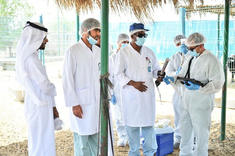 أبوظبي للرقابة الغذائية يطلق حملة التحصين 9 ضد أمراض الثروة الحيوانية