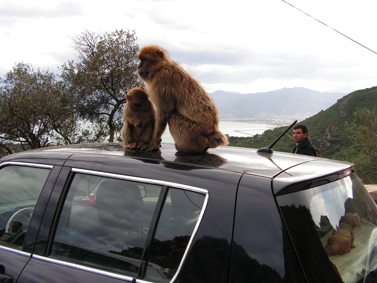 بالصور.. "سياحة القِرَدة" تجلب آلاف السياح للجزائر سنويا