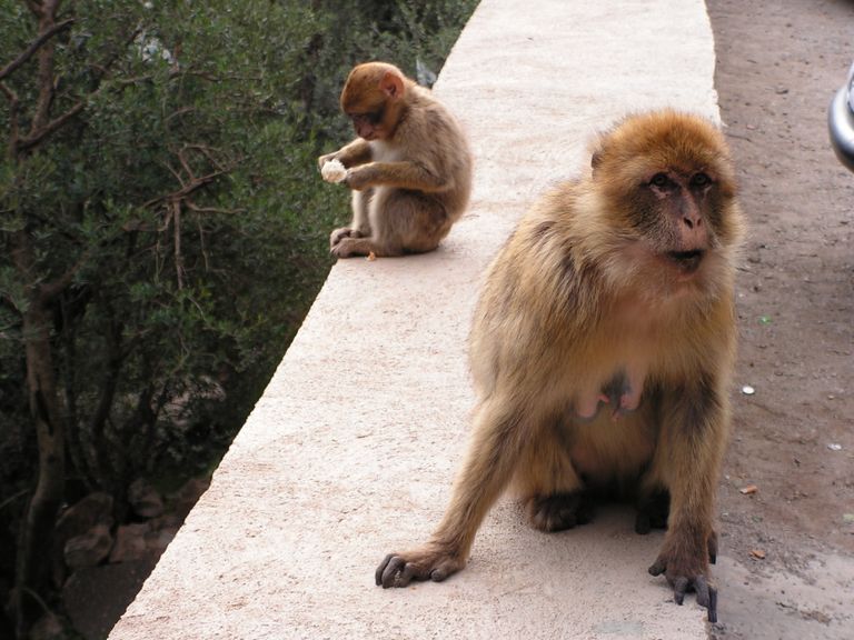 بالصور.. "سياحة القِرَدة" تجلب آلاف السياح للجزائر سنويا
