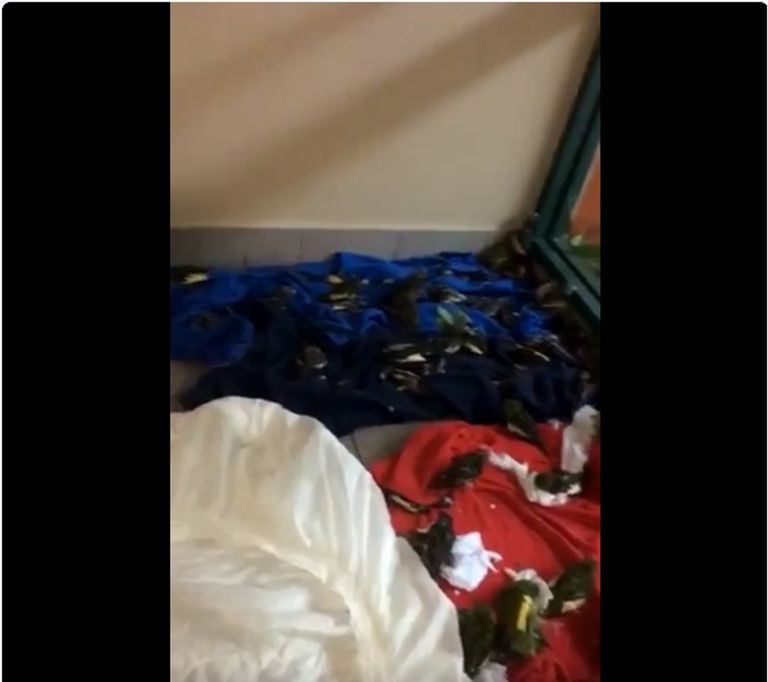 طالبة تحول منزلها إلى ملجأ للطيور