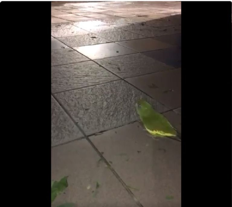 طالبة تحول منزلها إلى ملجأ للطيور