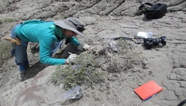 كارين تشين تبحث عن حفريات لديناصورات-أرشيفية