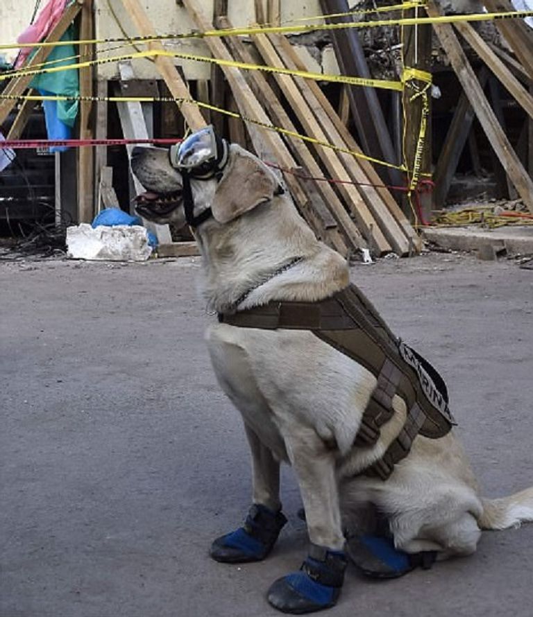 فريدا كلبة إنقاذ بالبحرية المكسيكية