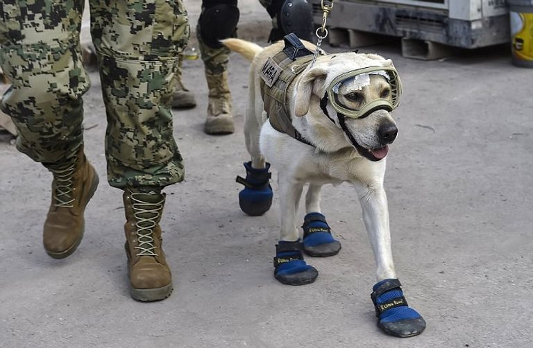 فريدا كلبة إنقاذ بالبحرية المكسيكية