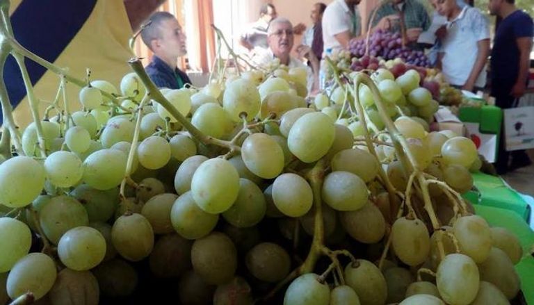 "عيد العنب".. تظاهرة لأجود أنواع العنب في الجزائر