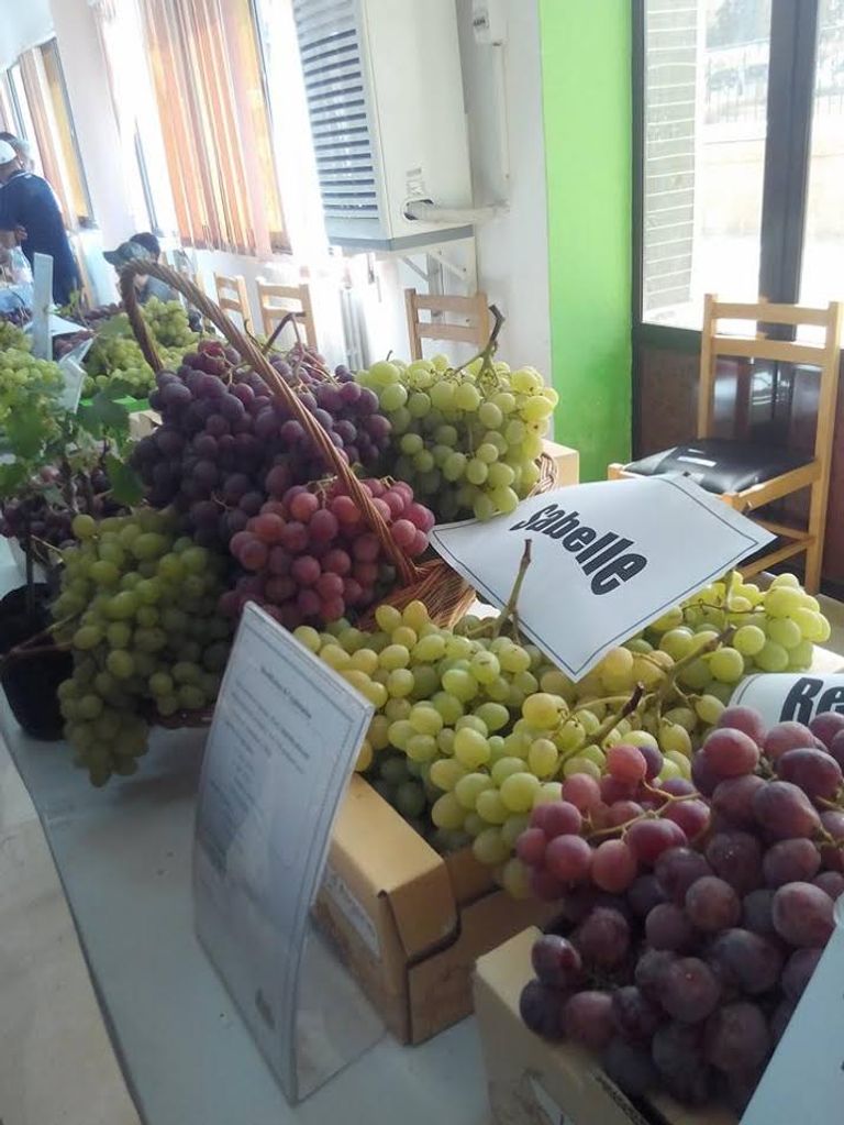 "عيد العنب".. تظاهرة لأجود أنواع العنب في الجزائر