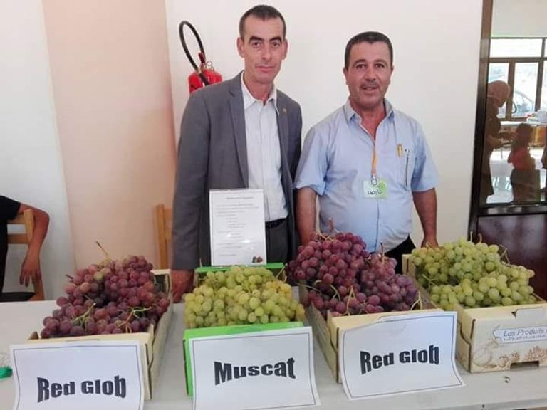 "عيد العنب".. تظاهرة لأجود أنواع العنب في الجزائر