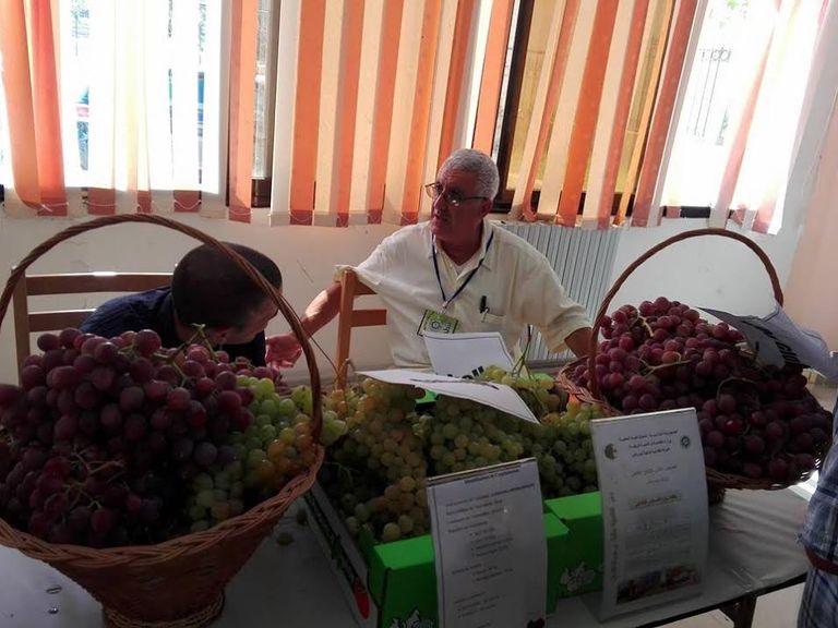 "عيد العنب".. تظاهرة لأجود أنواع العنب في الجزائر
