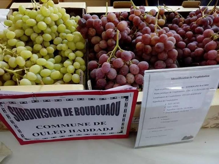 "عيد العنب".. تظاهرة لأجود أنواع العنب في الجزائر