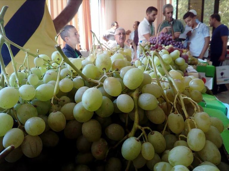 "عيد العنب".. تظاهرة لأجود أنواع العنب في الجزائر
