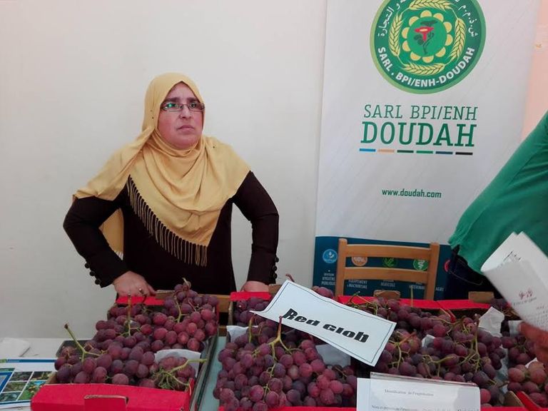 "عيد العنب".. تظاهرة لأجود أنواع العنب في الجزائر