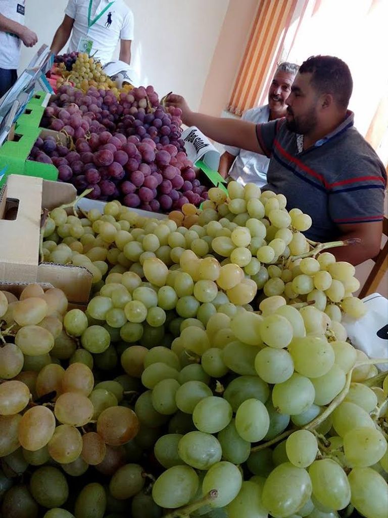 "عيد العنب".. تظاهرة لأجود أنواع العنب في الجزائر