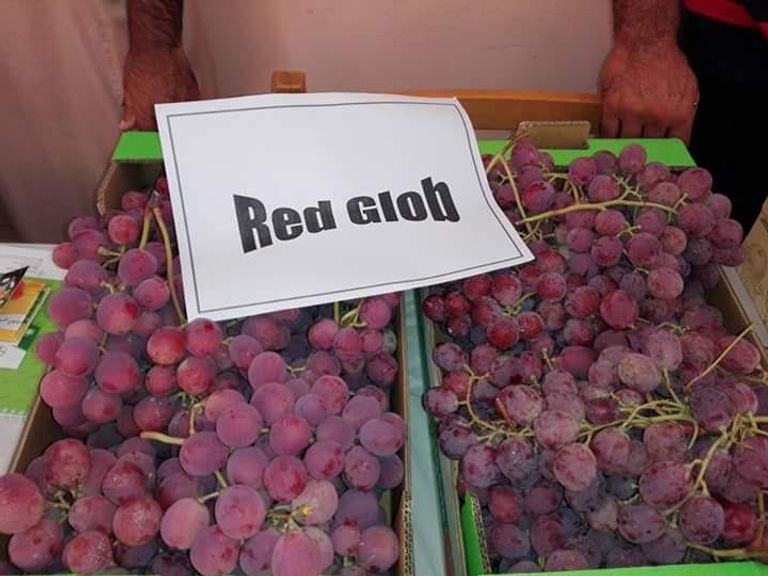 "عيد العنب".. تظاهرة لأجود أنواع العنب في الجزائر