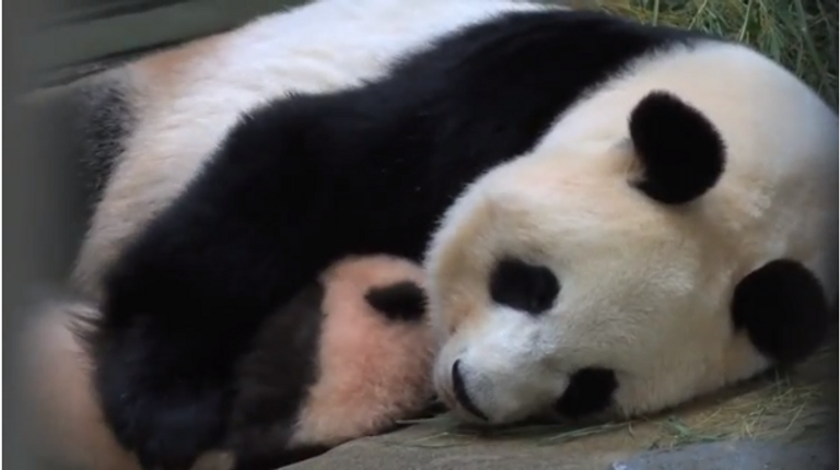 حديقة حيوان طوكيو تطلق اسم "عبير" على مولودة الباندا الجديدة