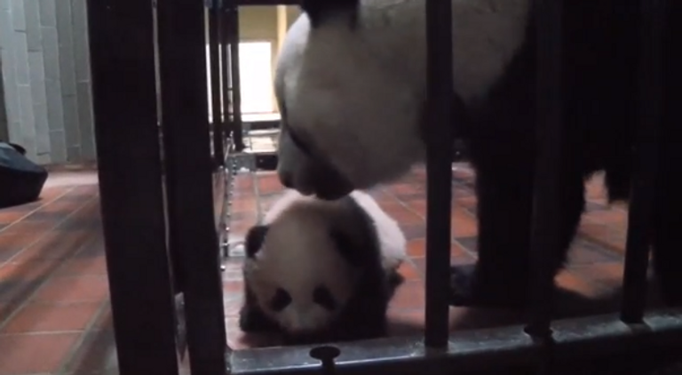 حديقة حيوان طوكيو تطلق اسم "عبير" على مولودة الباندا الجديدة