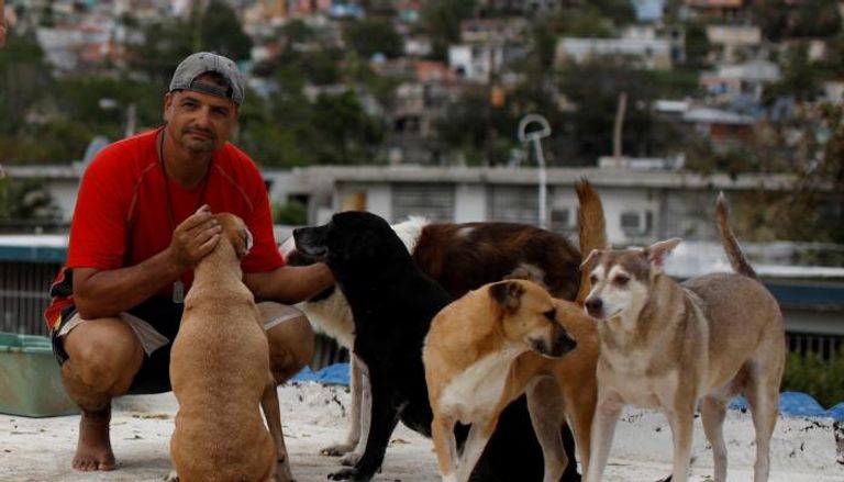  زوجان يتحديان الإعصار ماريا لإنقاذ 7 كلاب و8 قطط