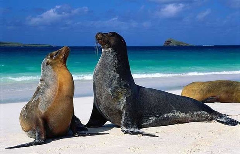 جزيرة ماوي في هاواي