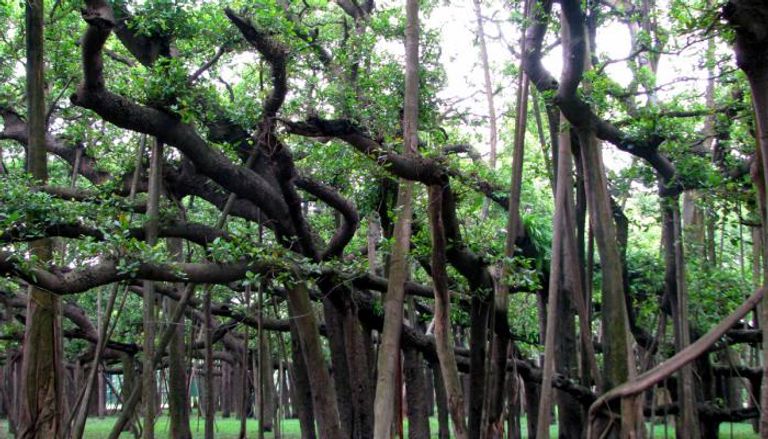 شجرة "بنايان العظيمة" ظلت تنمو دون توقف لمدة 255 عاماً في الهند