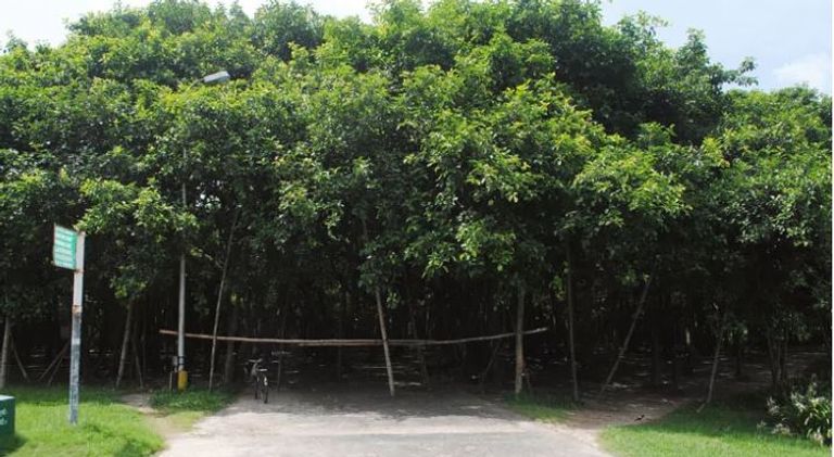 شجرة "بنايان العظيمة" ظلت تنمو دون توقف لمدة 255 عاماً في الهند