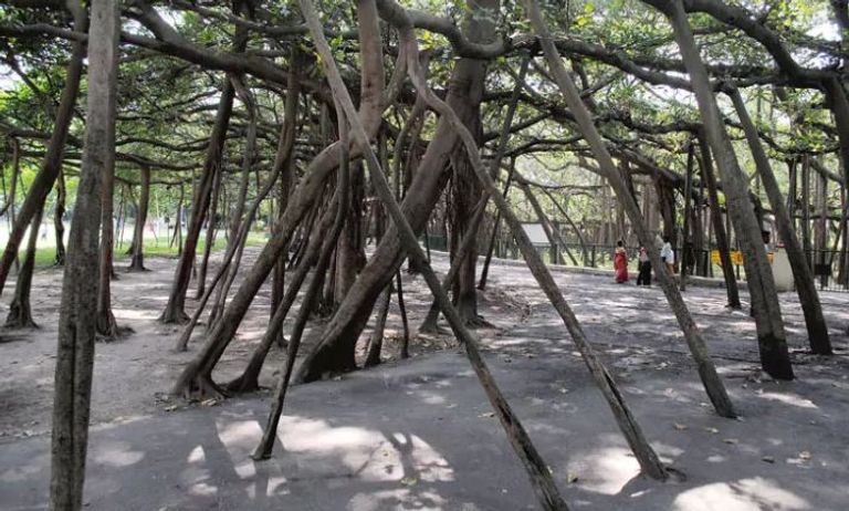 شجرة "بنايان العظيمة" ظلت تنمو دون توقف لمدة 255 عاماً في الهند