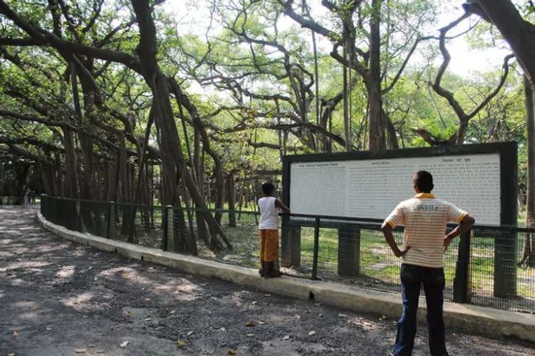 شجرة "بنايان العظيمة" ظلت تنمو دون توقف لمدة 255 عاماً في الهند