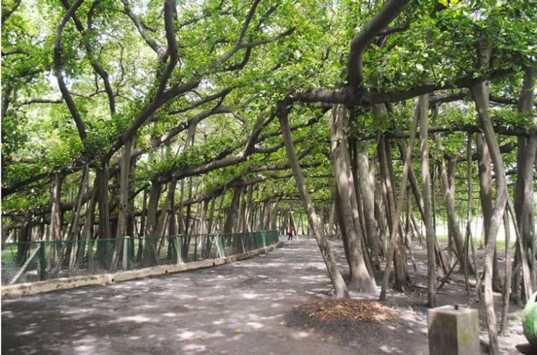 شجرة "بنايان العظيمة" ظلت تنمو دون توقف لمدة 255 عاماً في الهند