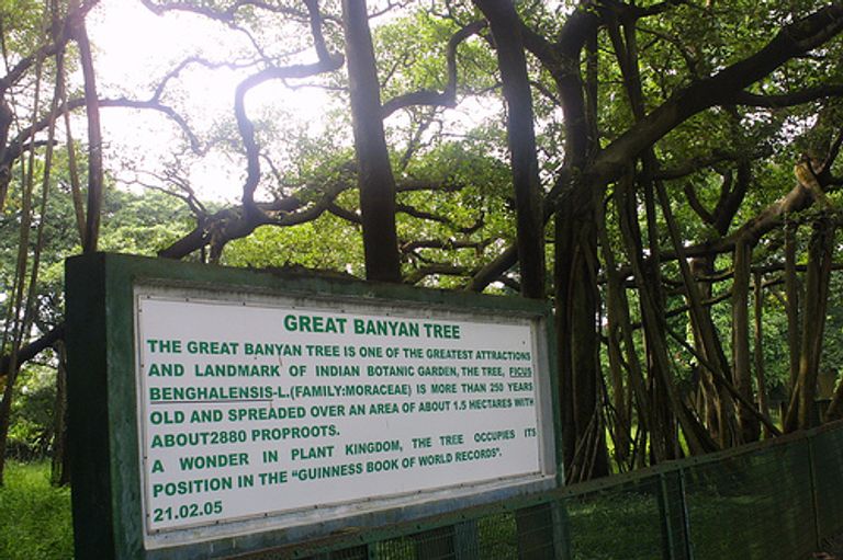 شجرة "بنايان العظيمة" ظلت تنمو دون توقف لمدة 255 عاماً في الهند