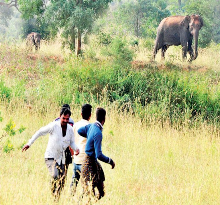 قرويون هنود بصحبة فيل صغير 