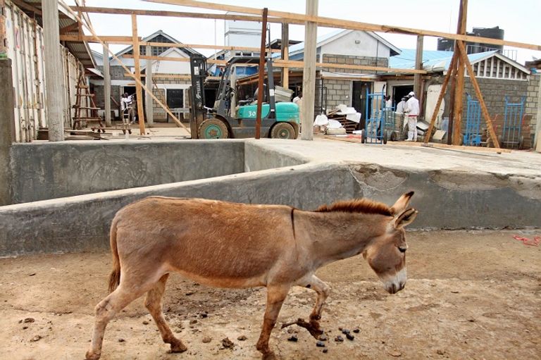 تجارة الحمير في الصين تجارة الحمير في الصين