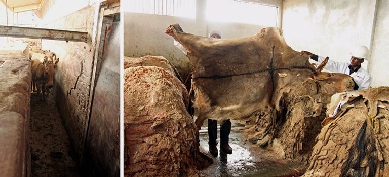 تجارة جلود الحمير رائجة في الصين تجارة الحمير في الصين