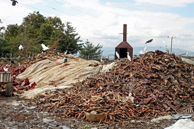 تترك بقايا الحمير للطيور الجارحة تجارة الحمير في الصين