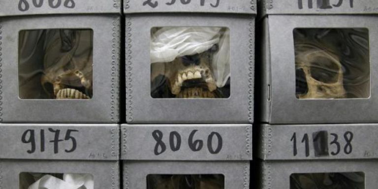 جماجم شهداء الجزائر الموجودين بالمتحف الفرنسي للتاريخ الطبيعي في باريس