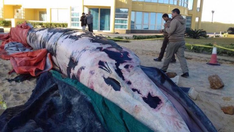 حوت نافق على شواطئ الإسكندرية حوت نافق على شواطئ الإسكندرية