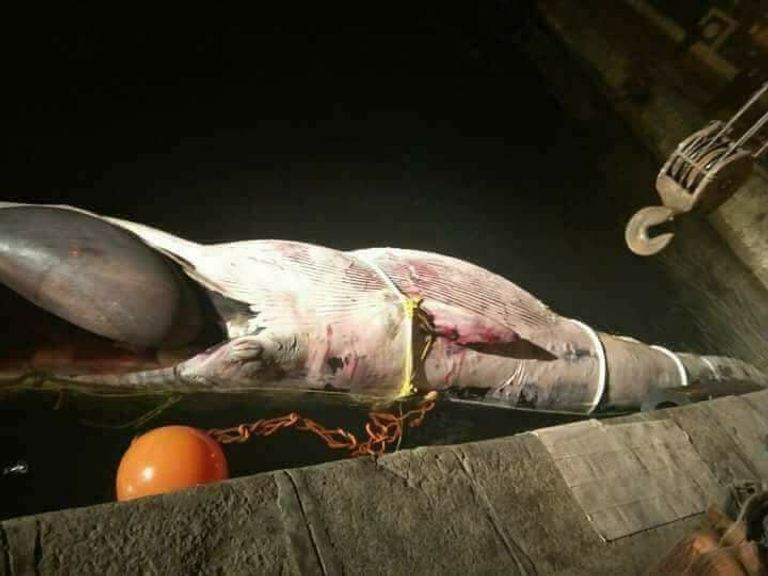 نقل الحوت النافق إلى منطقة الماكس تمهيدا لدفنه