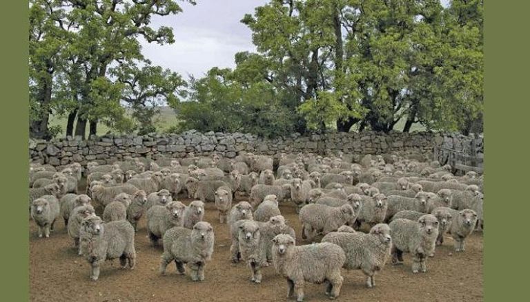 7 ملايين رأس من الماعز في الأوروجواي