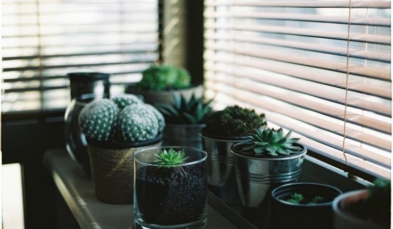 النباتات الأفضل والأبسط في تجديد الشكل