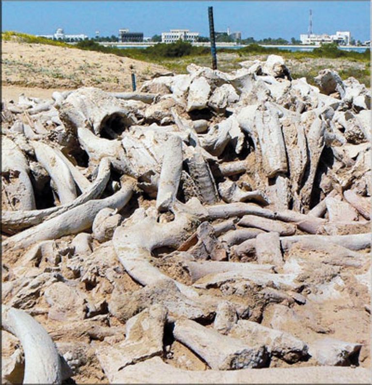 آثار فخار ، وأعمال خرز ومحار ، وأدوات صيد من العصر الحجري الحديث بجزيرة الأكعاب أم القيوين تبدأ التنقيب في موقع أثري جديد