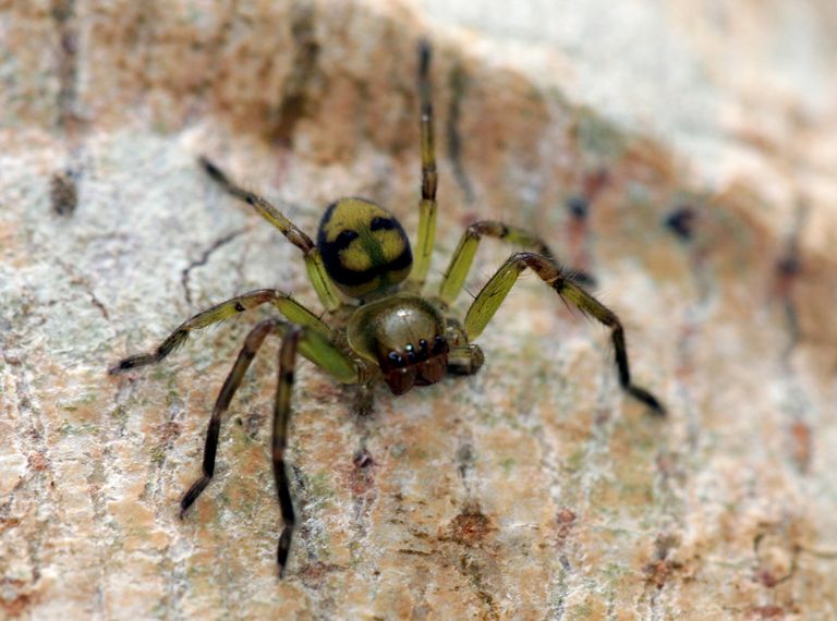 فصائل العناكب تستطيع الانتقال لمسافات بعيدة مستخدمة خيطها الحريري