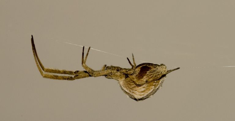 فصائل العناكب تستطيع الانتقال لمسافات بعيدة مستخدمة خيطها الحريري