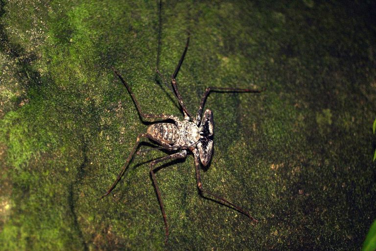 فصائل العناكب تستطيع الانتقال لمسافات بعيدة مستخدمة خيطها الحريري