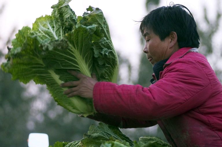السردين من 10 أطعمة تحفظ نشاطك وحيويتك