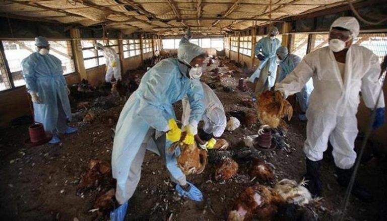 إعدام دجاج مصاب بإنفلونزا الطيور - أرشيفية