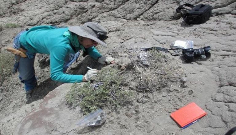 كارين تشين تبحث عن حفريات لديناصورات - أرشيفية