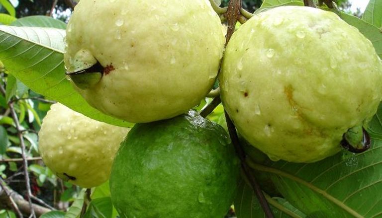 حظر سعودي مؤقت على استيراد الجوافة المصرية